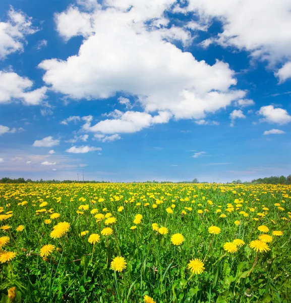 Campo de flores bajo el cielo azul —  Fotos de Stock