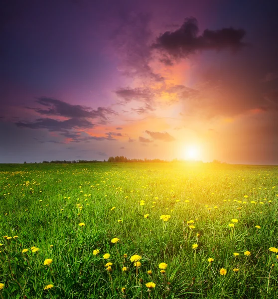 Закат на травяном лугу — стоковое фото