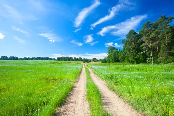 Beautiful green field and road — Stock Photo, Image