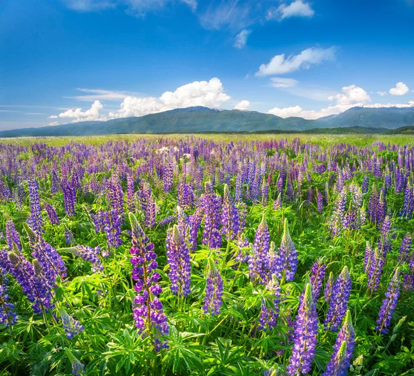 Lupin Çiçeklerinin Güzel Tarlası — Stok fotoğraf