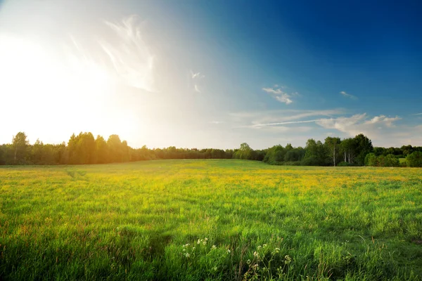 Letni Krajobraz Żółte Kwiaty Wzgórze Błękitne Niebo Zachodzie Słońca — Zdjęcie stockowe