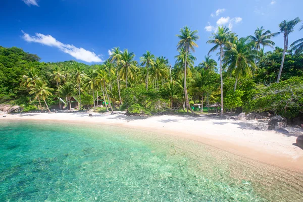 Tropical Beach Coconut Palm Tree — Stock Photo, Image