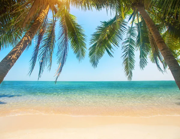 Hindistan Cevizi Palmiyeli Tropik Plaj — Stok fotoğraf