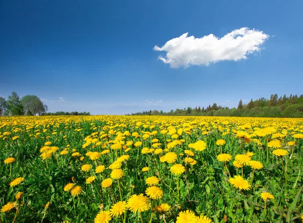 Gula Blommor Kulle Blå Molnig Himmel — Stockfoto