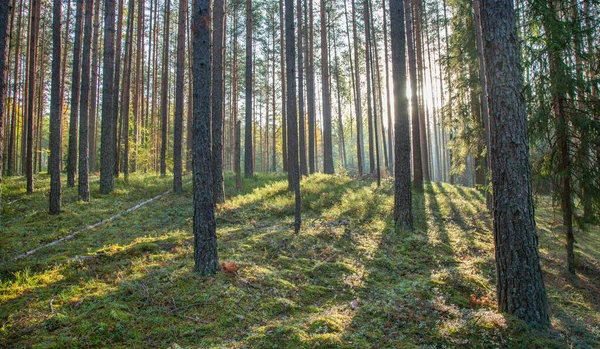 Kiefernwald Bei Sonnenaufgang — Stockfoto