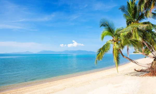 Playa Tropical Con Palmera Coco —  Fotos de Stock