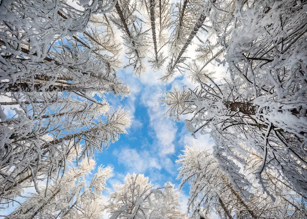 Vacker Vinterskog Och Blå Himmel Med Moln — Stockfoto