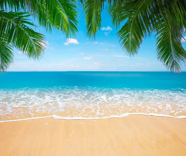 Palmiye Ağaçlarının Yeşil Yaprakları Tropik Plajlar — Stok fotoğraf