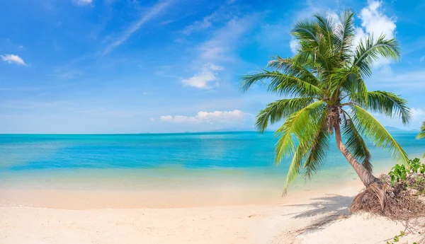 Palm Ile Tropikal Plaj — Stok fotoğraf