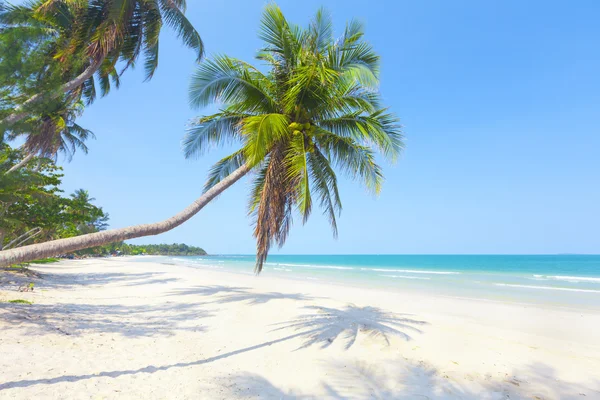 Spiaggia tropicale con palma — Foto Stock