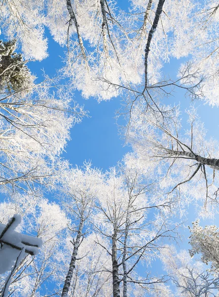 Blue sky in winter forest — Stock Photo, Image