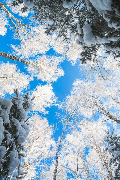 Snow white frosted trees on a background of blue sky — Stock Photo ...