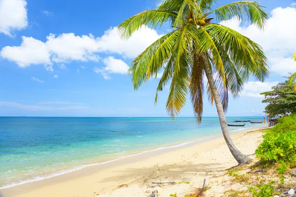 Playa tropical con palmera —  Fotos de Stock