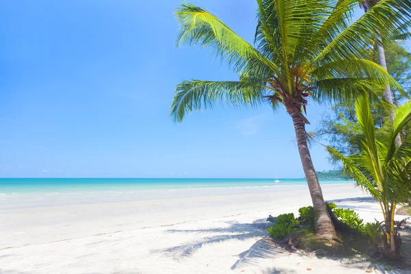 Tropikalna plaża z palmami — Zdjęcie stockowe