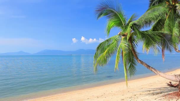 Playa tropical con palmera — Vídeos de Stock