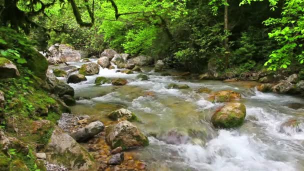 Гірська річка в лісі — стокове відео