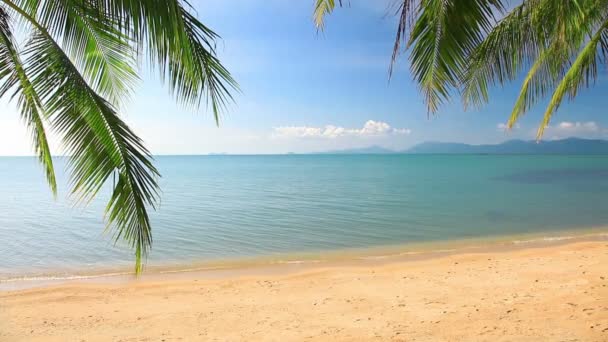 Playa tropical con palmeras — Vídeos de Stock