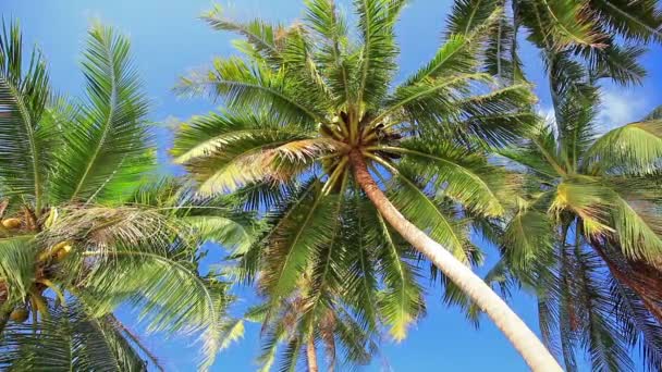 Palmen tegen blauwe lucht — Stockvideo