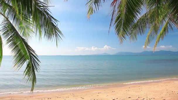 Plage tropicale avec palmiers — Video