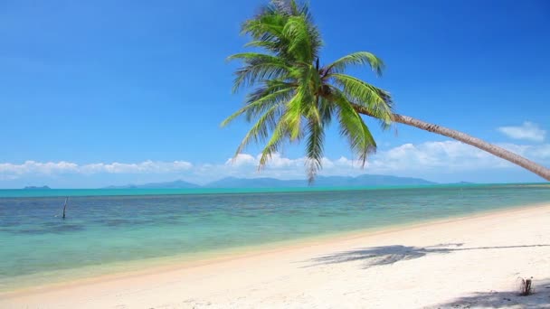 Tropisch strand met palm — Stockvideo