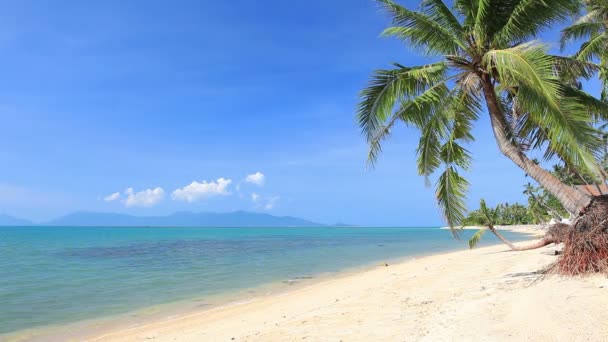 Tropická pláž s palmami — Stock video