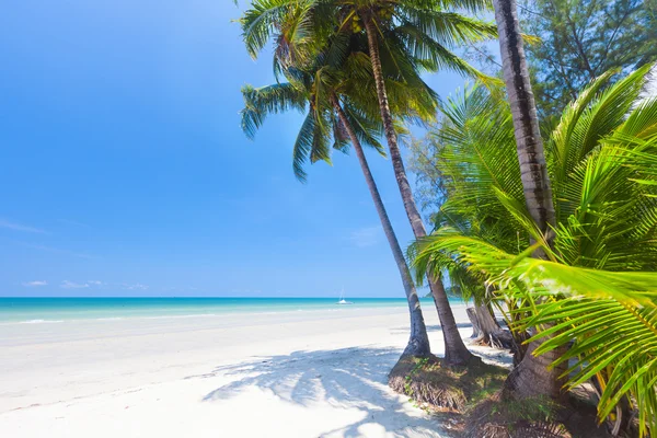 Пляж и пальма — стоковое фото