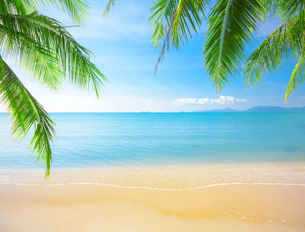 Palm and tropical beach Royalty Free Stock Images