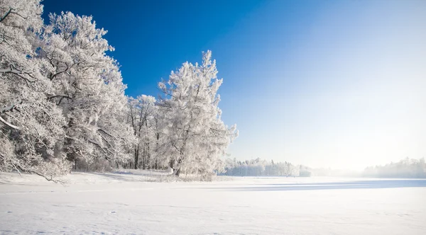 Winter park Rechtenvrije Stockafbeeldingen