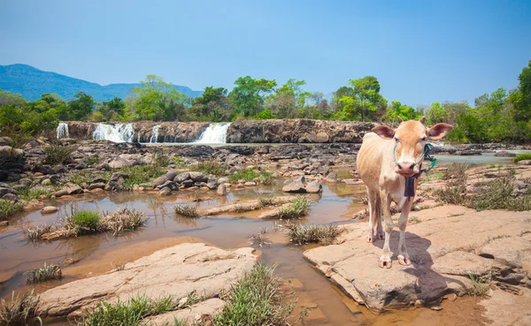 Mucca vicino alla cascata in estate — Foto Stock