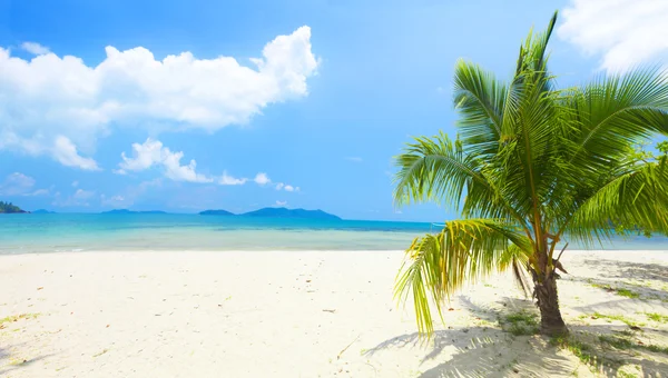 Spiaggia con palma da cocco — Foto Stock