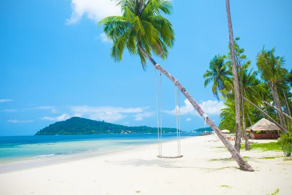 Coconut palm with swing — Stock Photo, Image