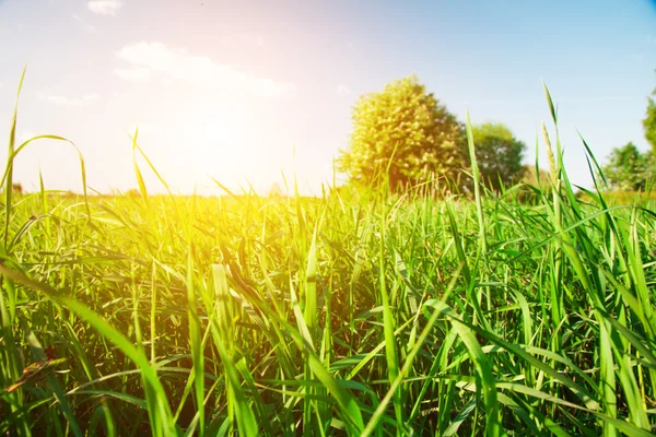 Zonsondergang en gras op weide — Stockfoto