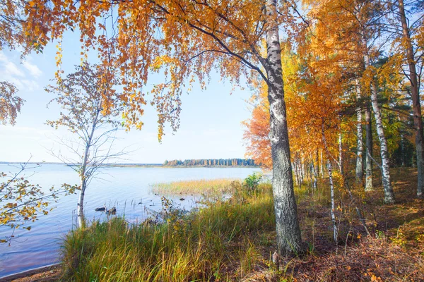 Autumn Trees and lake — Stock Photo, Image