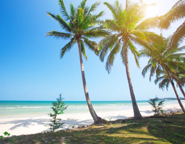 Strand en coconut palm bomen — Stockfoto