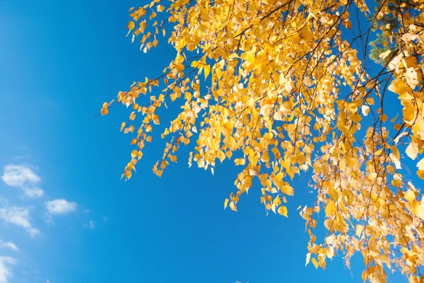 Feuillage d'automne et ciel bleu — Photo