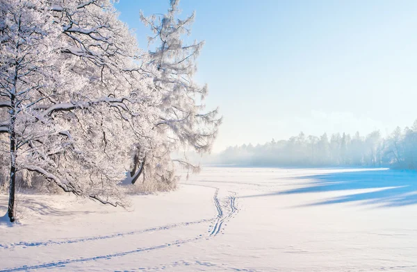 Parque com árvores nevadas — Fotografia de Stock