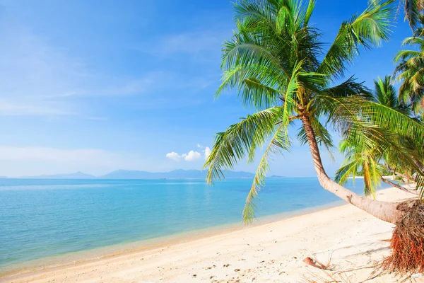 Tropisch strand met palm — Stockfoto