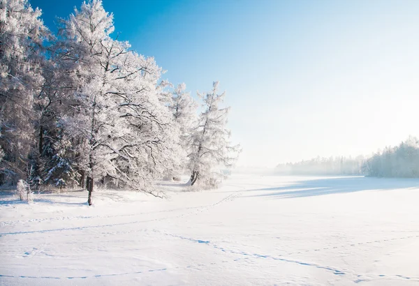 Park s zasněžené stromy — Stock fotografie