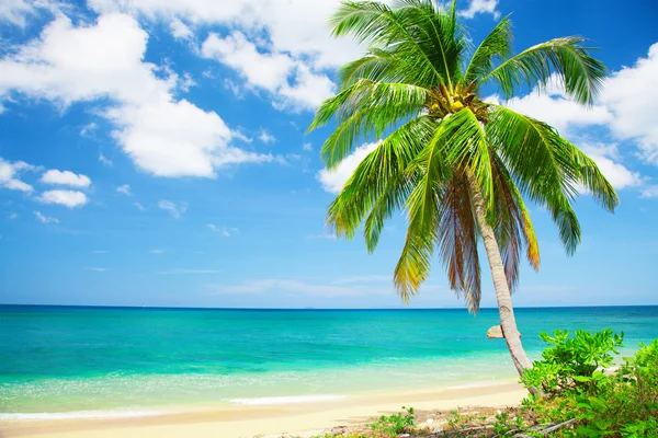 Playa tropical con palmera — Foto de Stock