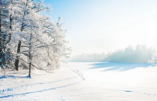 Park with snowy trees Royalty Free Stock Photos