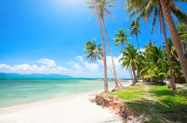Playa tropical con palmeras — Foto de Stock