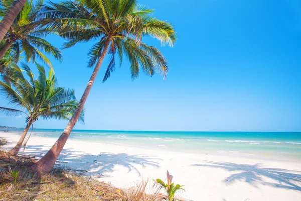 Tropikalna plaża z palmami — Zdjęcie stockowe