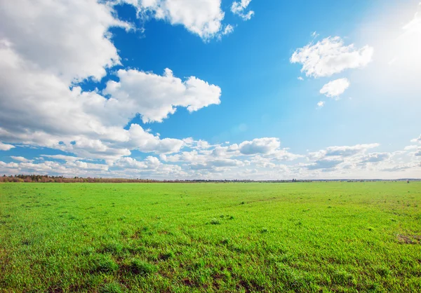 Green summer field — Zdjęcie stockowe