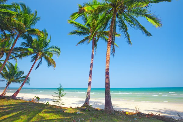 有椰子树的热带海滩 — 图库照片