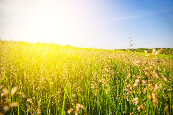 Groen gras in zomer veld — Stockfoto
