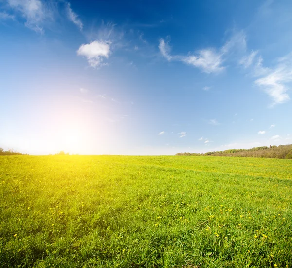 Campo verde e bellissimo tramonto — Foto Stock