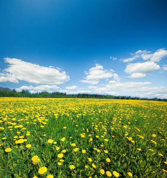 Fiori gialli collina — Foto Stock