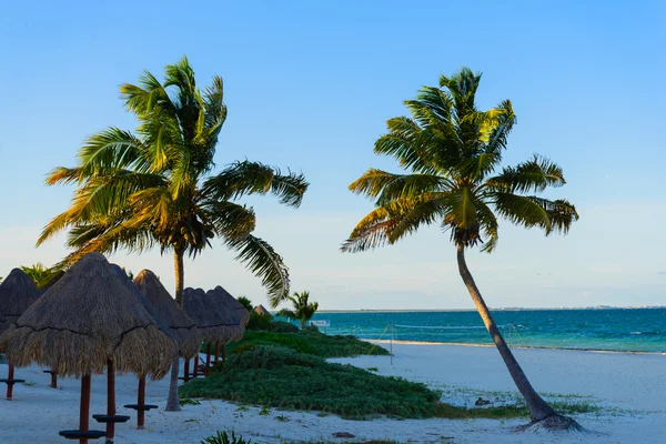 Palmbomen en paraplu 's — Stockfoto