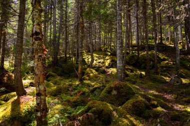 Orman Gros Morne Milli Parkı'nda
