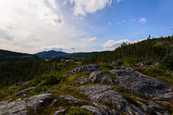Forest in Gros Morne National Park — Stock Photo, Image